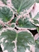 Saintpaulia ionantha Usambara