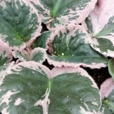 Saintpaulia ionantha Usambara