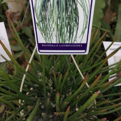 Rhipsalis lumbricoides