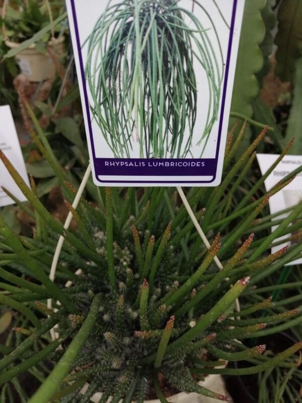Rhipsalis lumbricoides, pianta da interno