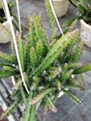 Lepismium cruciforme