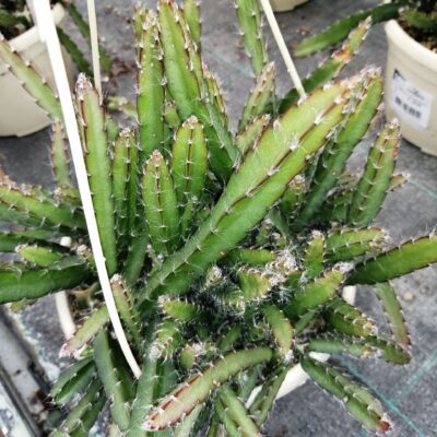 Lepismium cruciforme