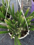 Aporocactus flagelliformis Sussex Flame