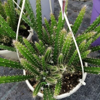 Aporocactus flagelliformis Sussex Flame