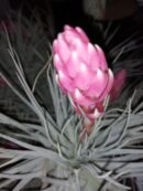 Tillandsia Houston Cotton Candy