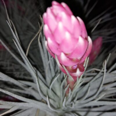 Tillandsia Houston Cotton Candy