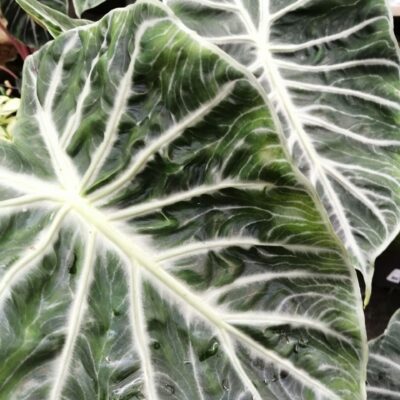Alocasia Pink Dragon