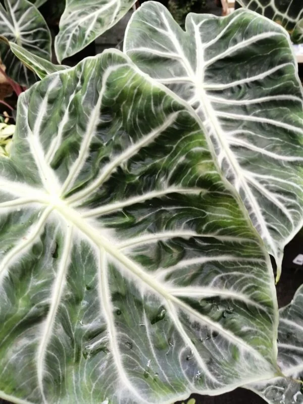 Alocasia Pink Dragon, pianta da interno e da esterno