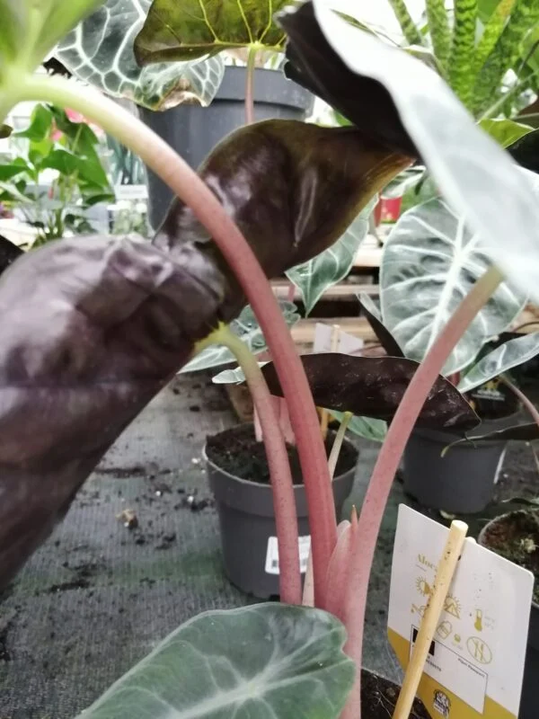 Alocasia Pink Dragon, foto 2