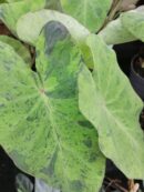 Colocasia esculenta Mojito