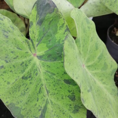 Colocasia esculenta Mojito