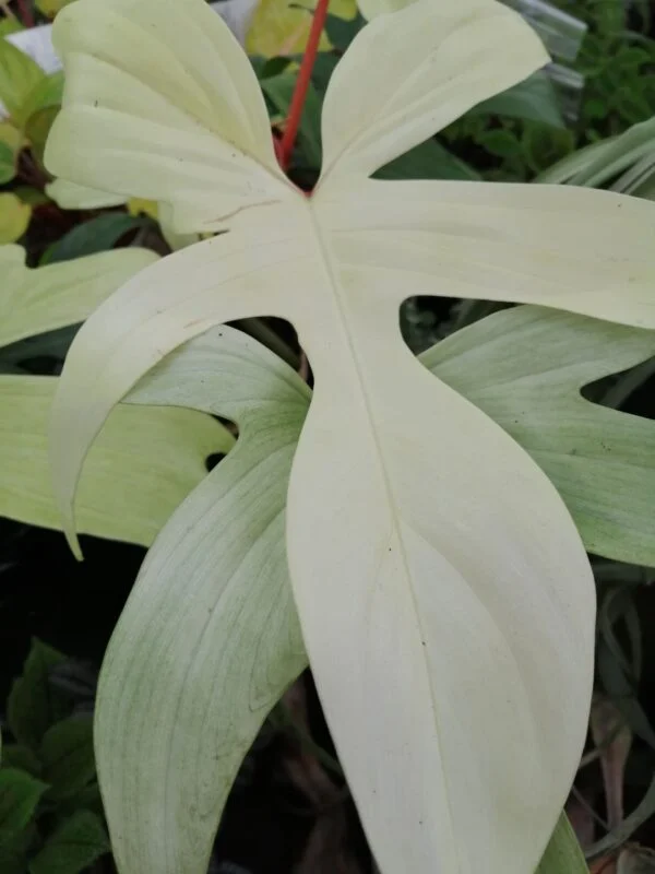 Monstera friedrichsthalii, foto 2
