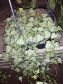 Ceropegia woodii Green Love (string of  spades)