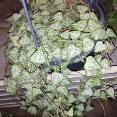 Ceropegia woodii Green Love (string of  spades)