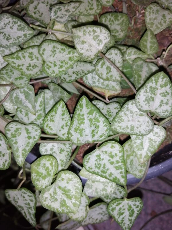 Ceropegia woodii Green Love (string of spades), foto 2