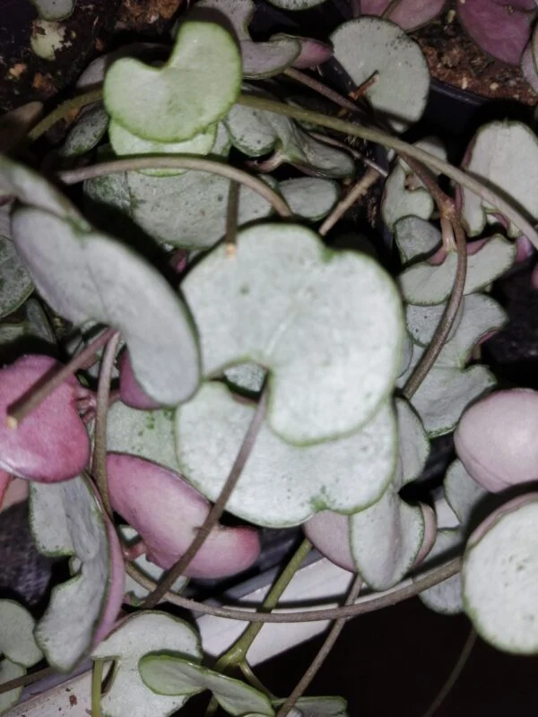 Ceropegia woodii Silver Glory, foto 3