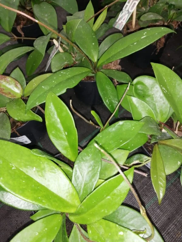 Hoya carnosa Dark Red, foto 2