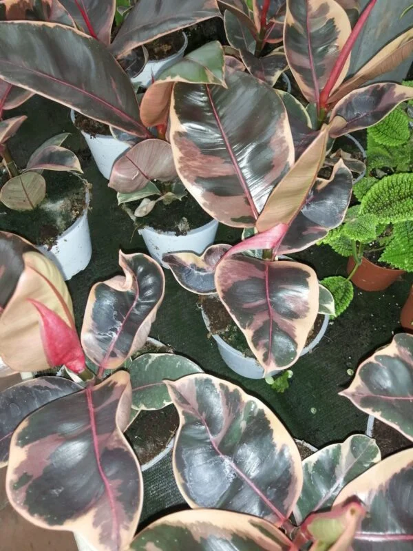 Ficus elastica Belize, foto 2