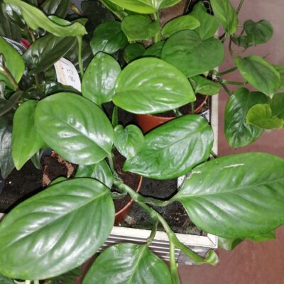 Monstera friedrichsthalii