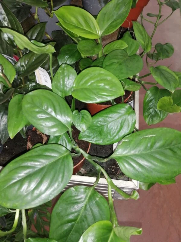 Monstera friedrichsthalii, pianta da interno