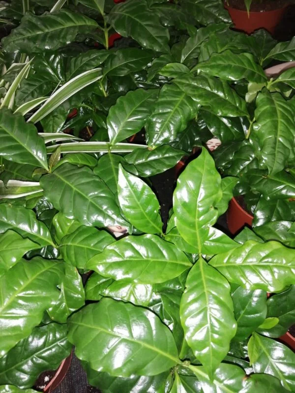 Pianta del Caffè, Coffea arabica, foto 2