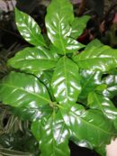 Pianta del Caffè, Coffea arabica