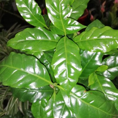 Pianta del Caffè, Coffea arabica