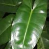 Philodendron Burle Marx, pianta da interno