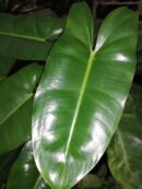 Philodendron Burle Marx