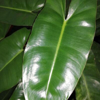 Philodendron Burle Marx