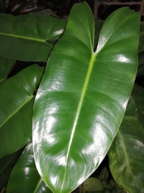 Philodendron Burle Marx, pianta da interno