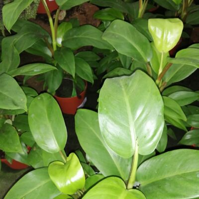 Philodendron Green Lemon