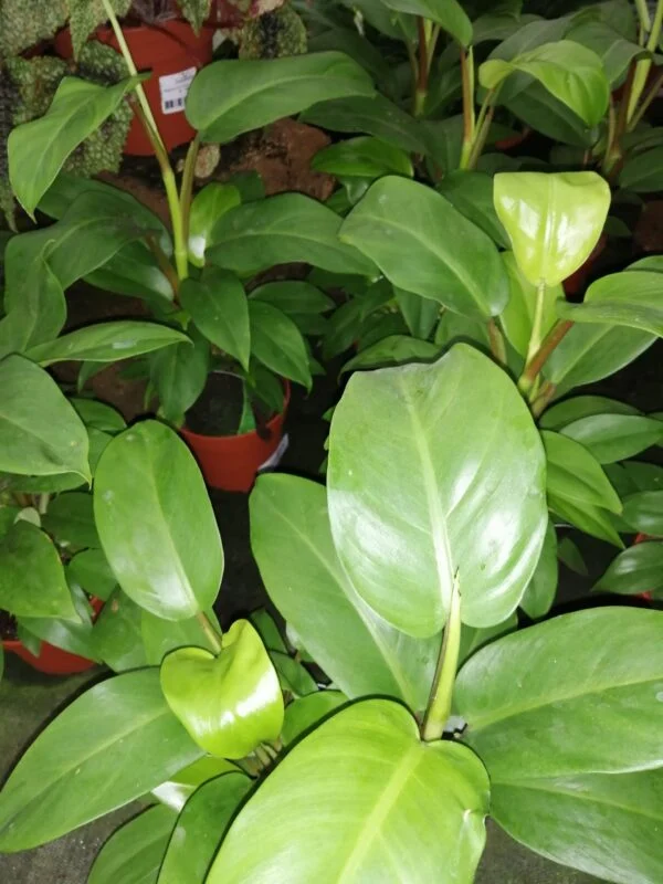 Philodendron Green Lemon, pianta da interno