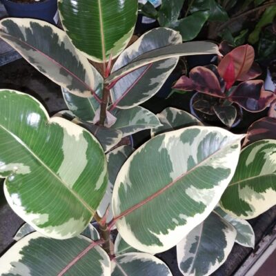 Ficus elastica Tineke