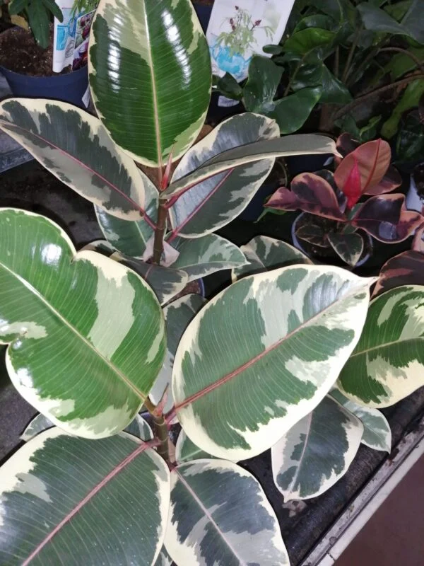 Ficus elastica Tineke, pianta da interno