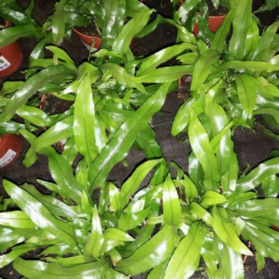 Microsorum diversifolium