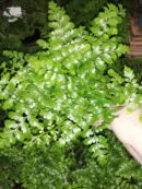 Asplenium Parvati