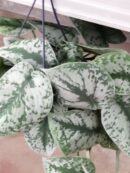 Scindapsus pictus Trebie pianta grande