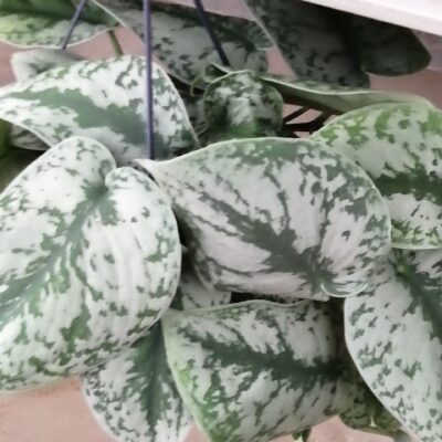 Scindapsus pictus Trebie pianta grande