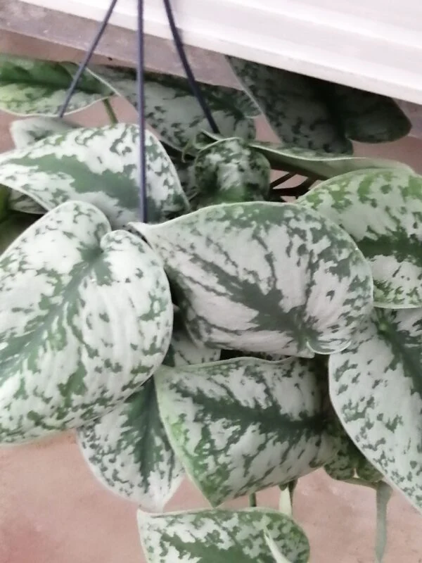Scindapsus pictus Trebie pianta grande, pianta da terrario