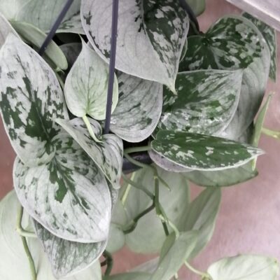 Scindapsus pictus argyraeus