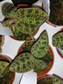 Macodes petola Jewel orchid