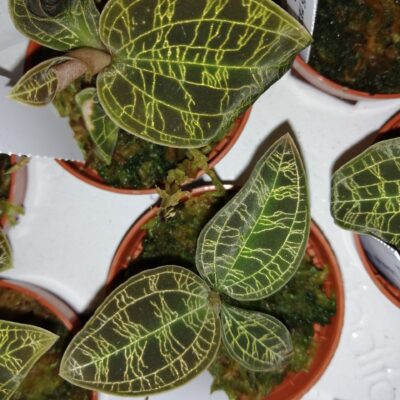 Macodes petola Jewel orchid