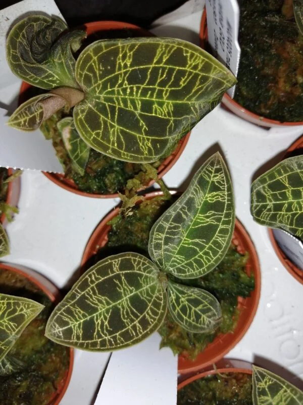 Macodes petola Jewel orchid, pianta da interno