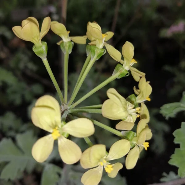 Pelargonium gibbosum, foto 2