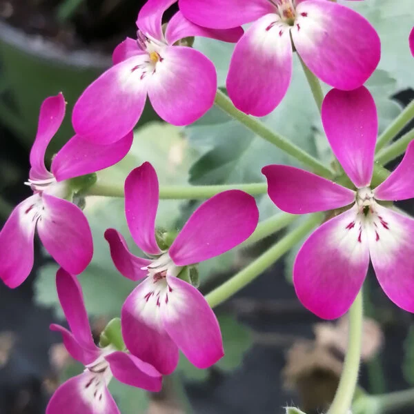 Pelargonium gibbosum Rosa, foto 2