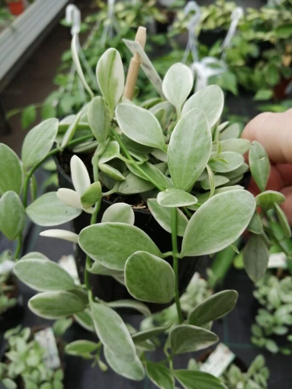 Dischidia onanthe White Diamond, foto 3