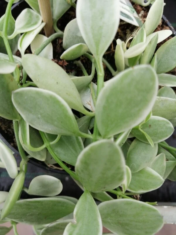 Dischidia onanthe White Diamond, foto 2