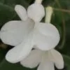 Streptocarpus saxorum White Butterfly, pianta da interno e da esterno
