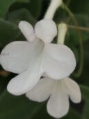 Streptocarpus saxorum White Butterfly